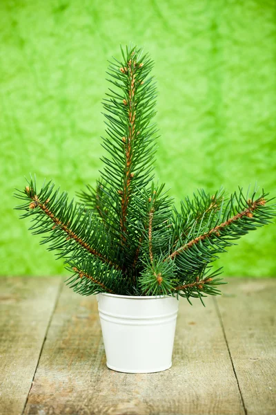 Balde com abeto de natal — Fotografia de Stock