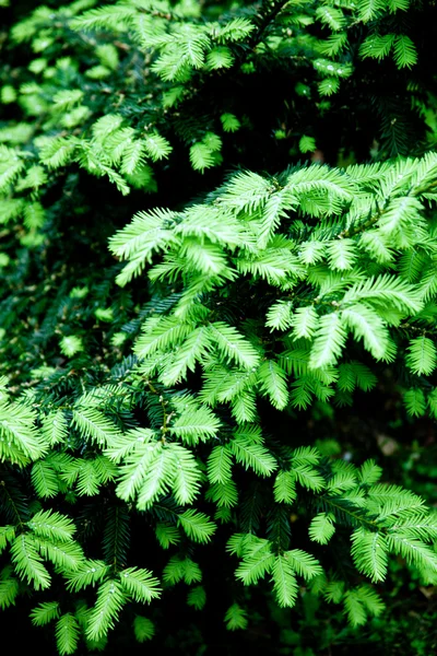 Árbol de pino —  Fotos de Stock