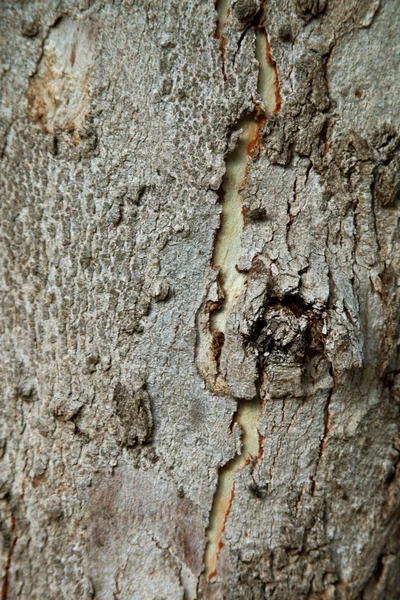 Old tree texture — Stock Photo, Image