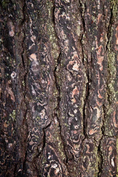 Old tree texture — Stock Photo, Image