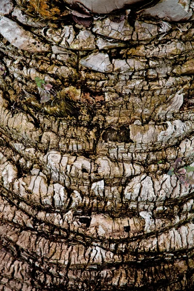 Palm tree trunk — Stock Photo, Image