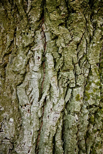 Old tree texture — Stock Photo, Image