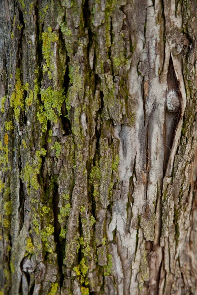 Texture de vieux arbres — Photo