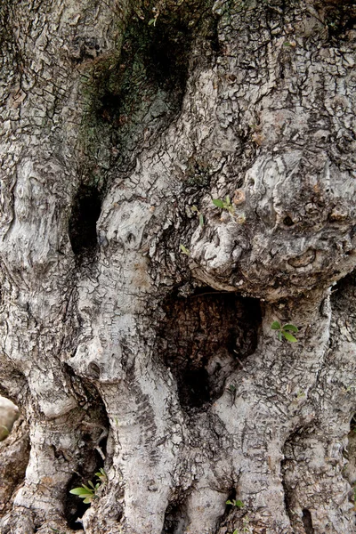 Texture de vieux arbres — Photo