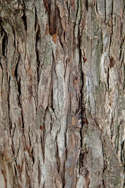 Texture de vieux arbres — Photo