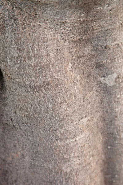 FIG tree textura — Stock fotografie