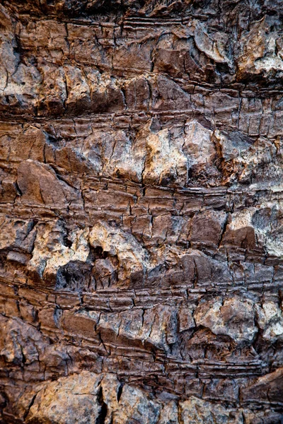 Palm tree trunk — Stock Photo, Image