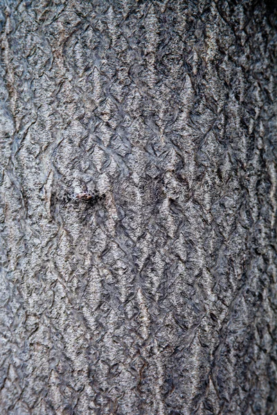 Starý strom textura — Stock fotografie