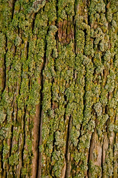 Old tree texture — Stock Photo, Image