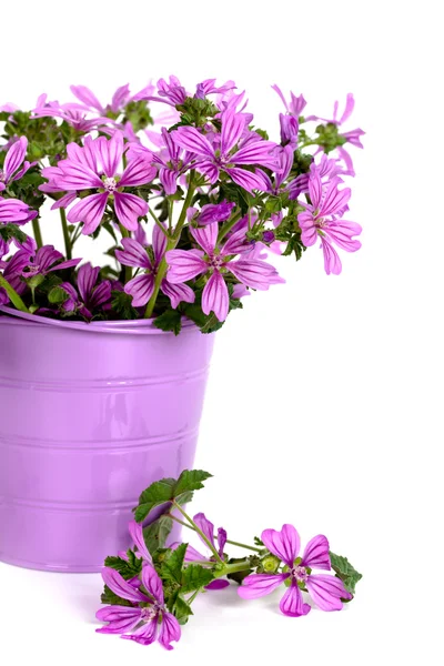 Wild flowers in bucket — Stock Photo, Image