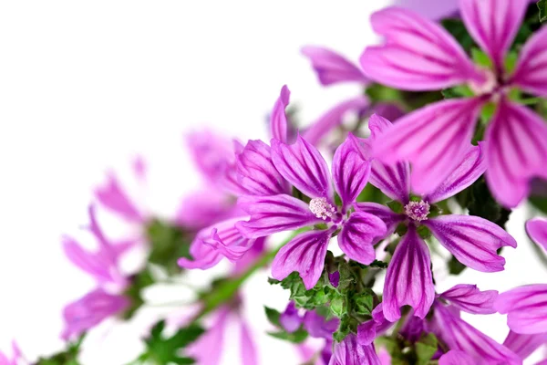 Vilda violetta blommor — Stockfoto