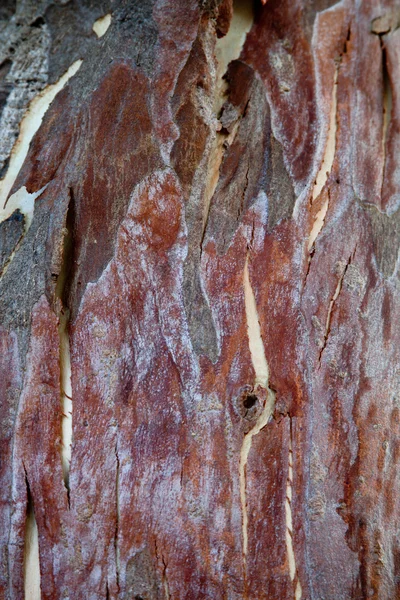 Textura de árvore de sicômoro — Fotografia de Stock