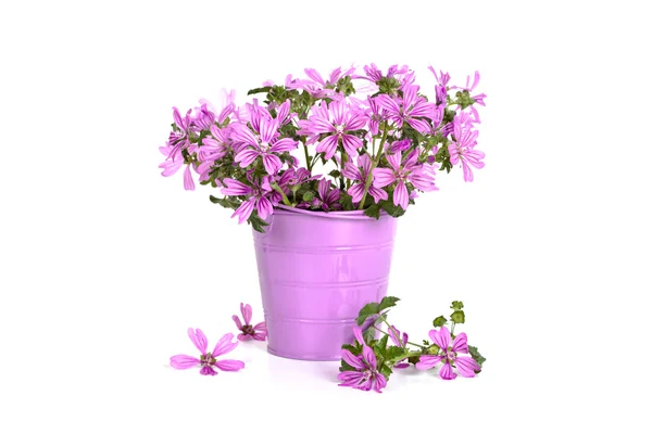 Flores violetas silvestres en cubo —  Fotos de Stock