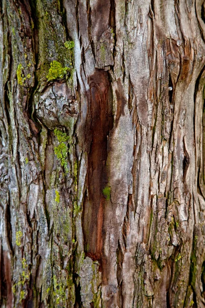 Old tree texture — Stock Photo, Image