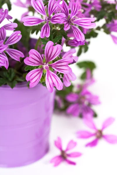 Flores violetas silvestres en cubo —  Fotos de Stock