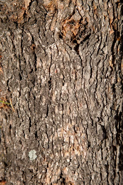 Old tree texture — Stock Photo, Image