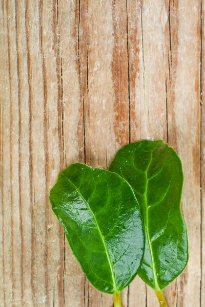 Two green leaves — Stock Photo, Image