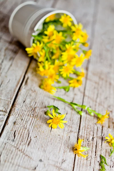 Wild yellow flowers in bucket — Stock Photo, Image