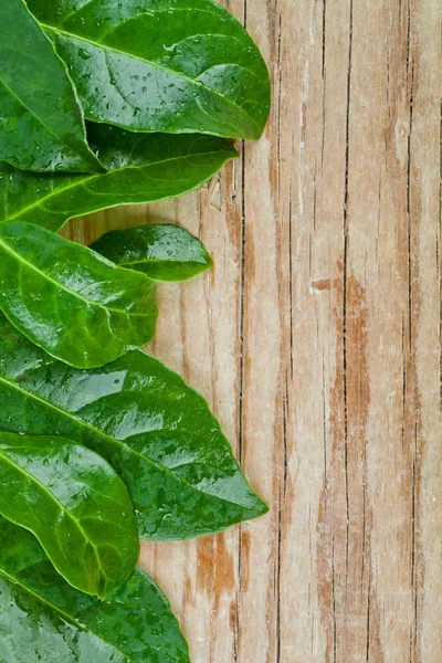 Grüne Blätter auf rustikalem Holzgrund — Stockfoto