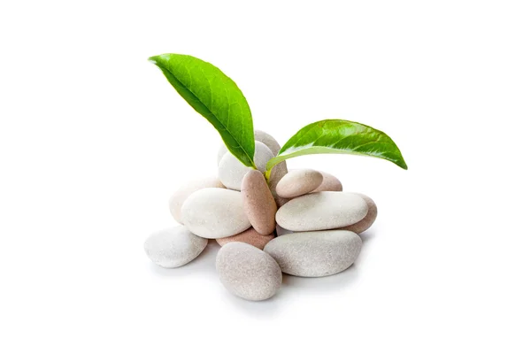 Heap of stones and green leaves — Stock Photo, Image