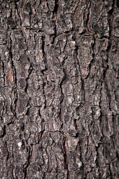 Old tree texture — Stock Photo, Image