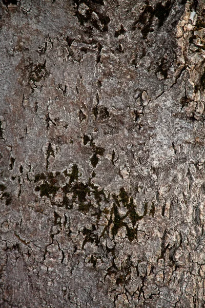 Old tree texture — Stock Photo, Image