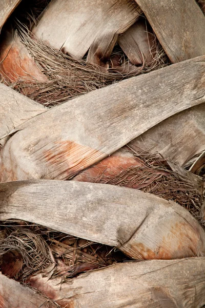 Palm tree trunk — Stock Photo, Image