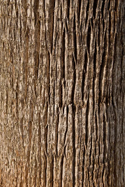 Old tree texture — Stock Photo, Image