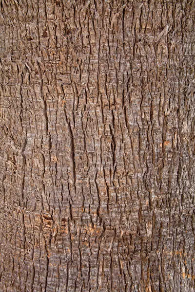 Textura del árbol viejo — Foto de Stock