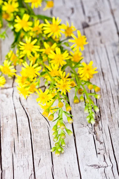 Wild yellow flowers — Stock Photo, Image