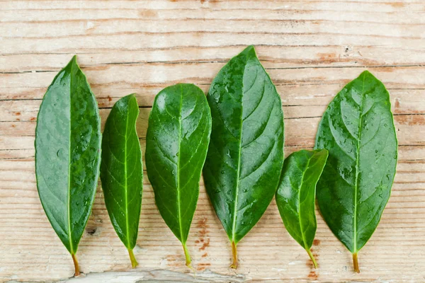 Green leaves on rustic wooden background — Stock Photo, Image