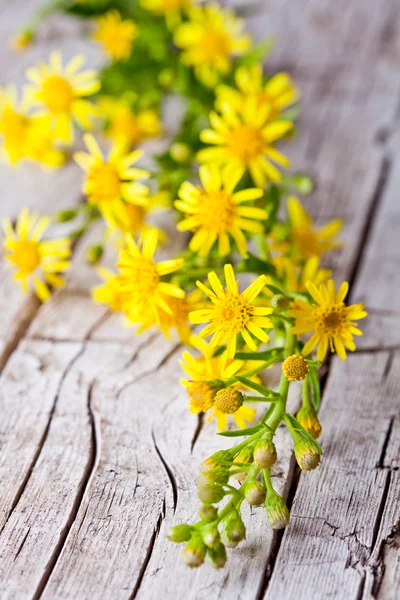 Wild yellow flowers — Stock Photo, Image