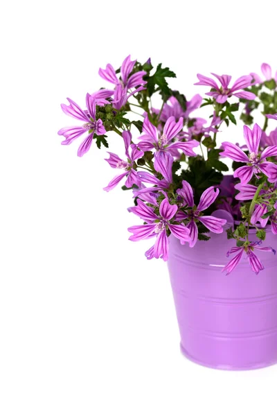 Wild violet flowers in bucket — Stock Photo, Image