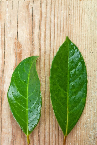 Two green leaves — Stock Photo, Image