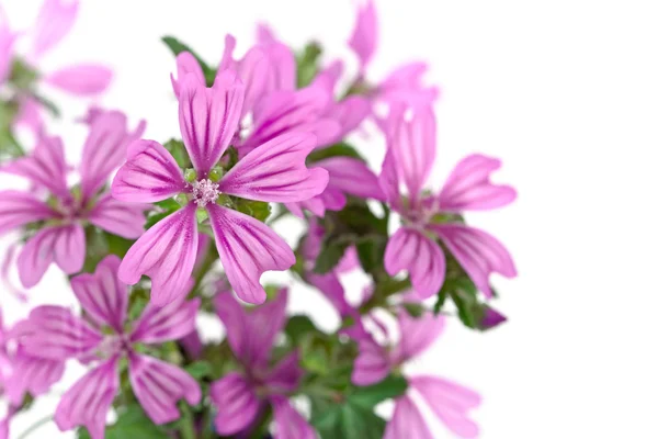 Vilda violetta blommor — Stockfoto