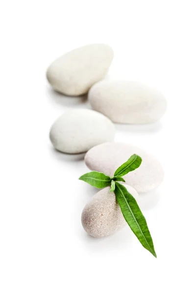 Green leaf and stones — Stock Photo, Image