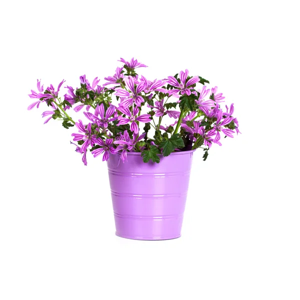 Wild violet flowers in bucket — Stock Photo, Image