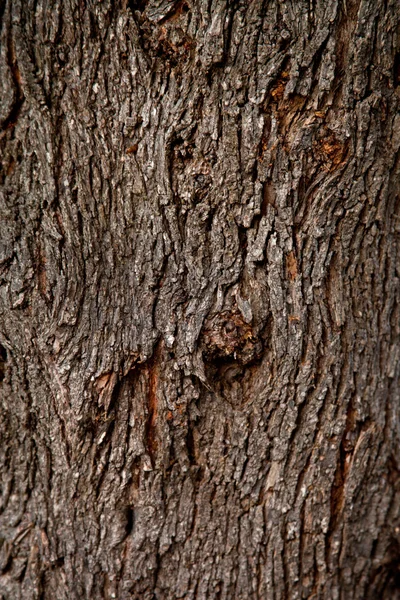 Old tree texture — Stock Photo, Image