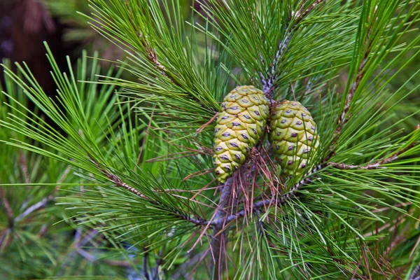 Pinheiro e Cones — Fotografia de Stock