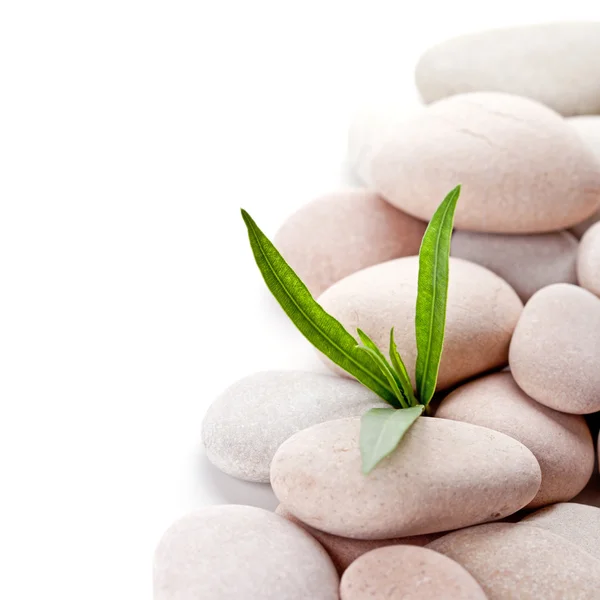 Stones and green leaves — Stock Photo, Image