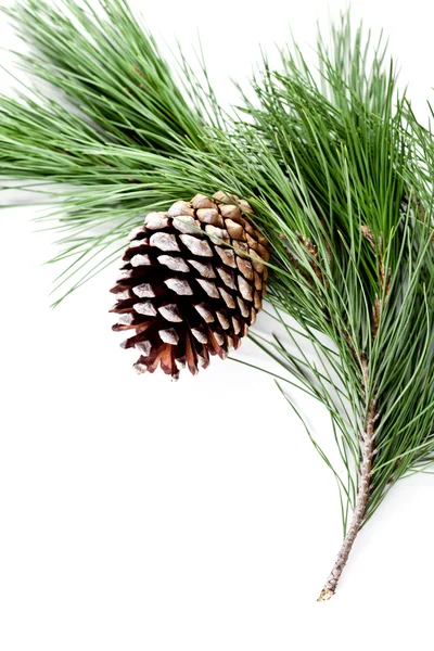 Fir vertakking van de beslissingsstructuur met pinecone Stockfoto