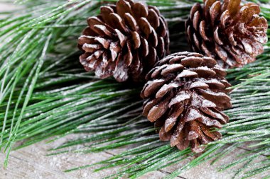 pinecones ile Noel köknar ağacı