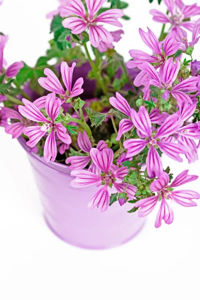 Vilda violetta blommor i hink — Stockfoto