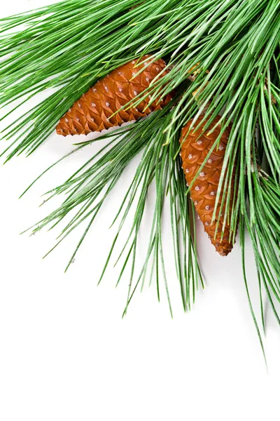 Köknar ağacı dalı pinecones ile — Stok fotoğraf