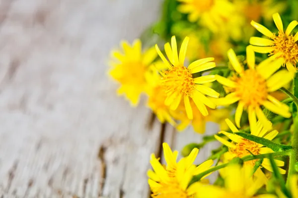 Wild gele bloemen — Stockfoto