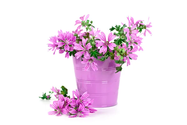 Wild violet flowers in bucket — Stock Photo, Image