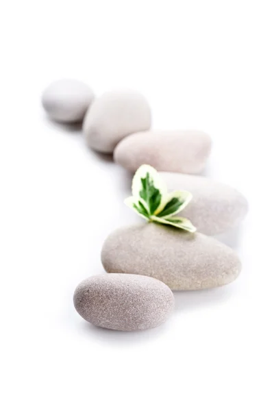 Folha verde e pedras — Fotografia de Stock