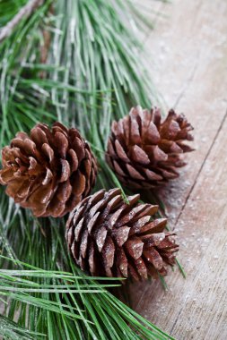 pinecones ile Noel köknar ağacı