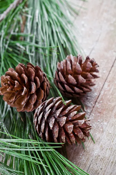 Pinecones ile Noel köknar ağacı — Stok fotoğraf