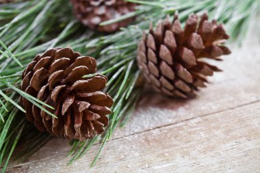 pinecones ile Noel köknar ağacı